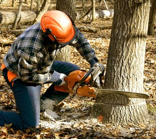 Tree Removal in Enterprise, KS